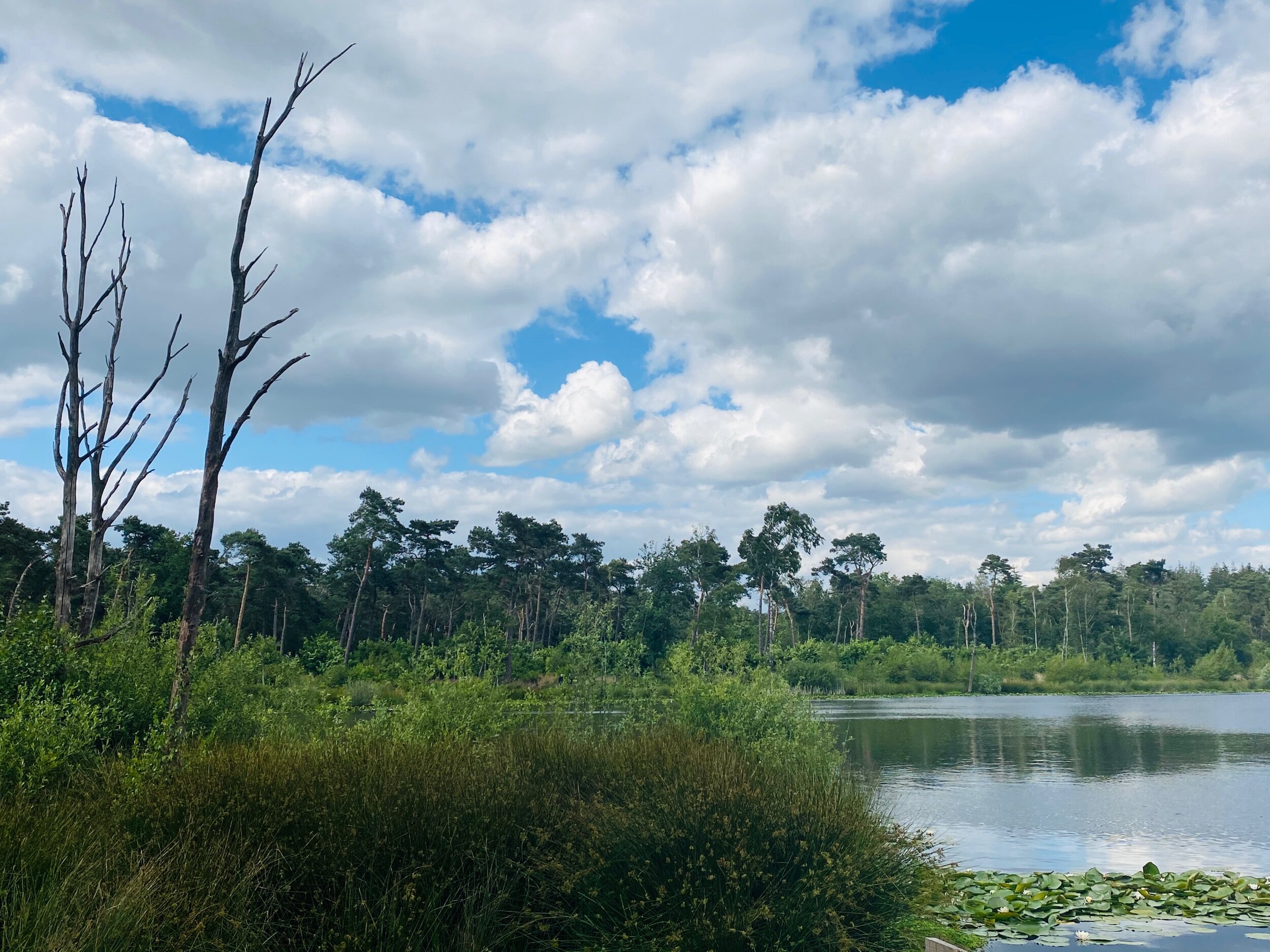 Vresselse Bossen, Sint-Oedenrode, The Netherlands