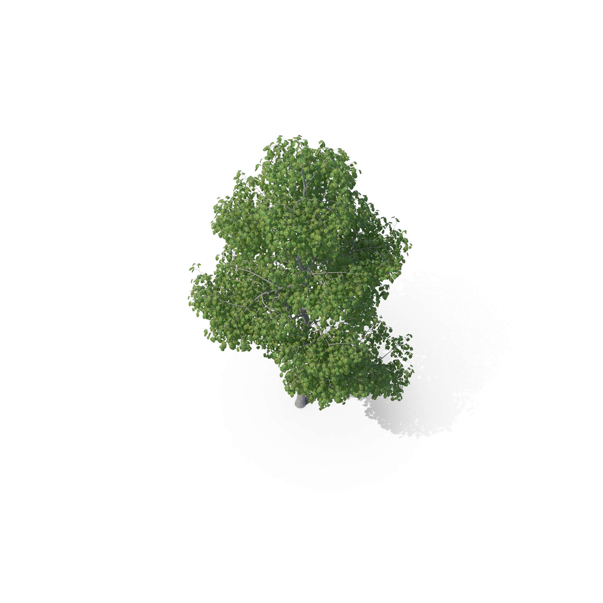 Overhead view of a lush green leafy tree against a white background.