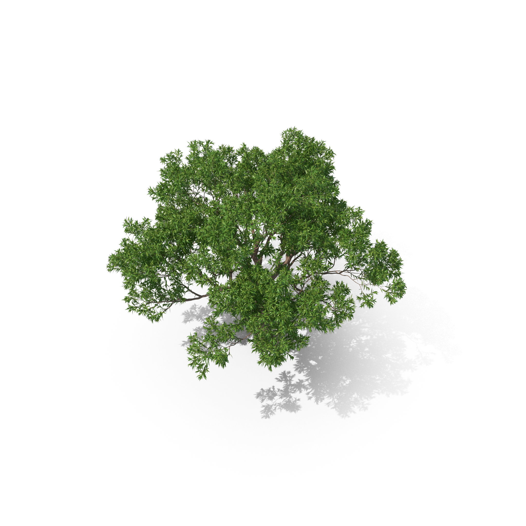 Top view of a green tree with dense foliage on a transparent background.