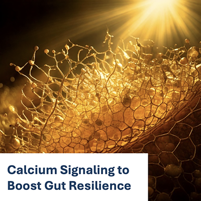 Calcium Signaling to Boost Gut Resilience
