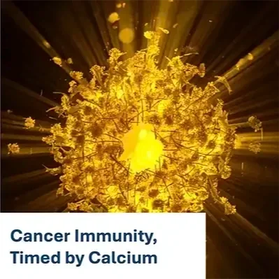 Cancer Immunity, Timed by Calcium