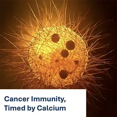 Cancer Immunity, Timed by Calcium