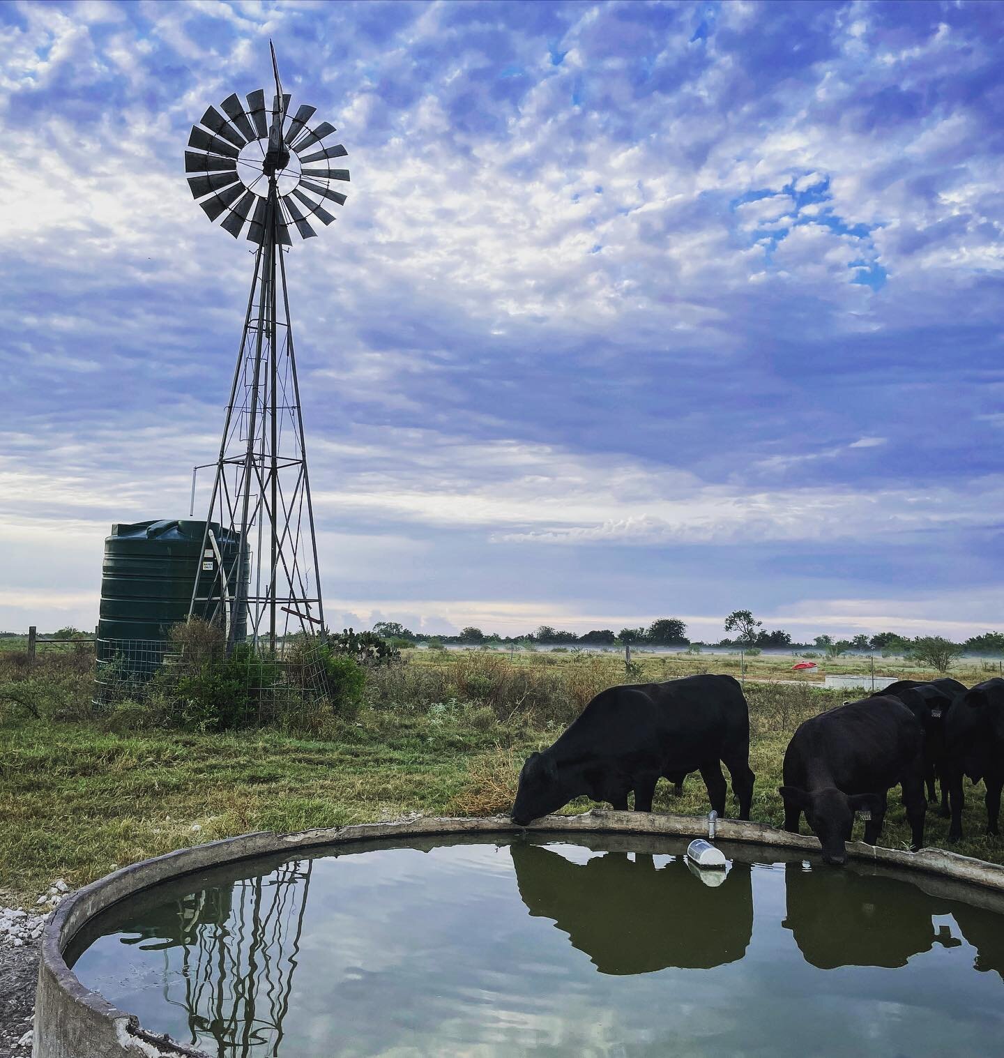 Thankful for the wind and water - coming from below and praying for it from above. 
&bull;
&bull;
#localbeef #southtexas #texas #beef #ranch #eatlocal #ranchlife #ranching #agriculture #aglife #farm #farmer #farmlife #agro #photography #agriculturewo