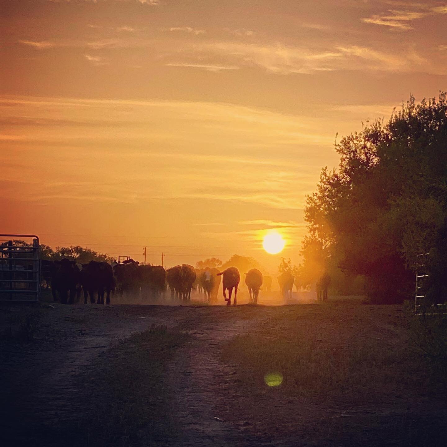 Finding beauty in these hot summer nights 
&bull;
&bull;
&bull;
#localbeef #southtexas #drought #texas #beef #ranching #eatlocal #ranchlife #ranching #agriculture #aglife #farm #farmer #farmlife #agro #photography #agricultureworldwide #farmtotable #