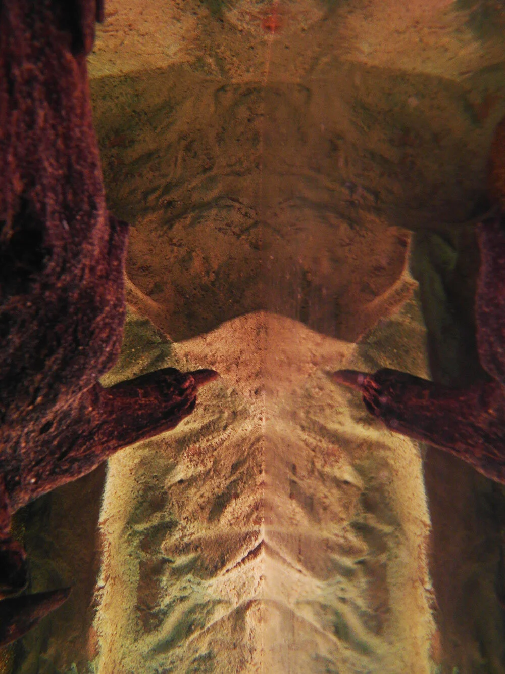 Hidden Symmetries    |   Pigment Photograph   |   2014