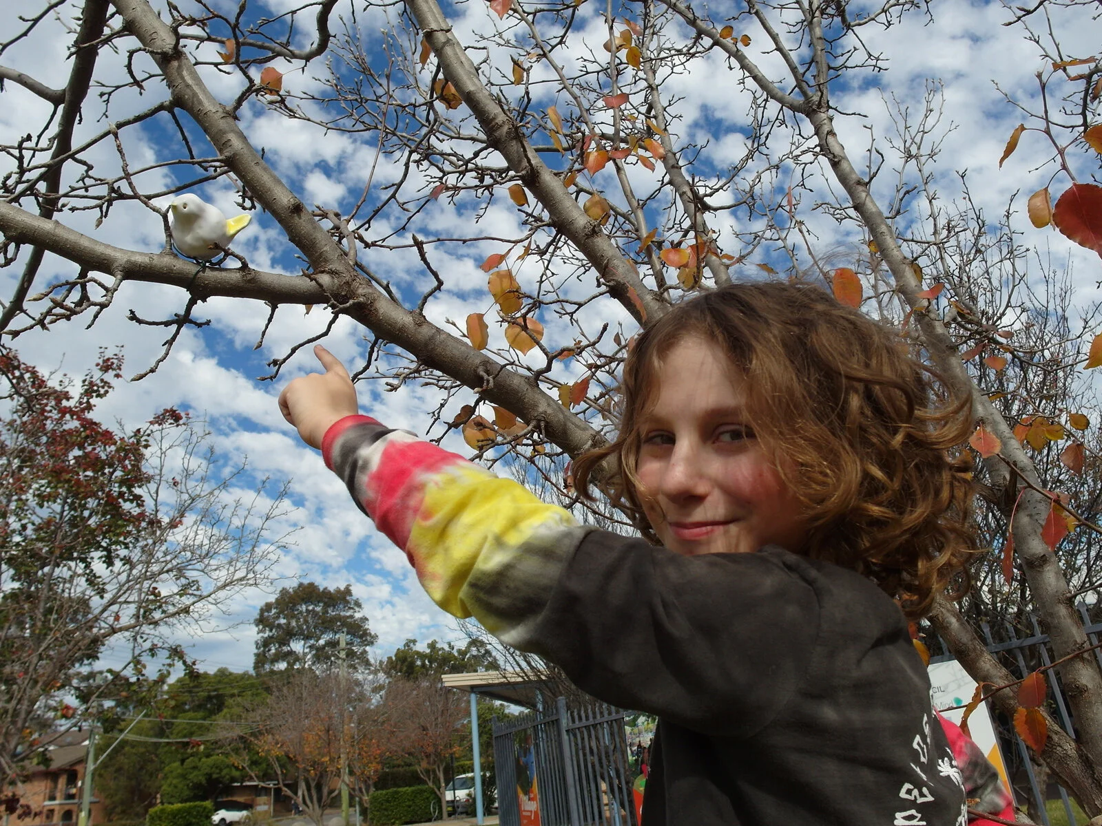 A Little Bird Told Me | Rhonda Dee | Penrith City Council I 2019