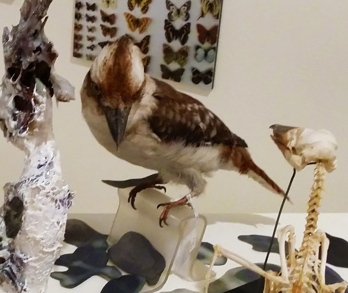 Rhonda Dee sculpture Macquarie University Art Gallery .jpg