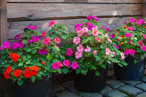 Organic Starter Plants Delivery That Works
