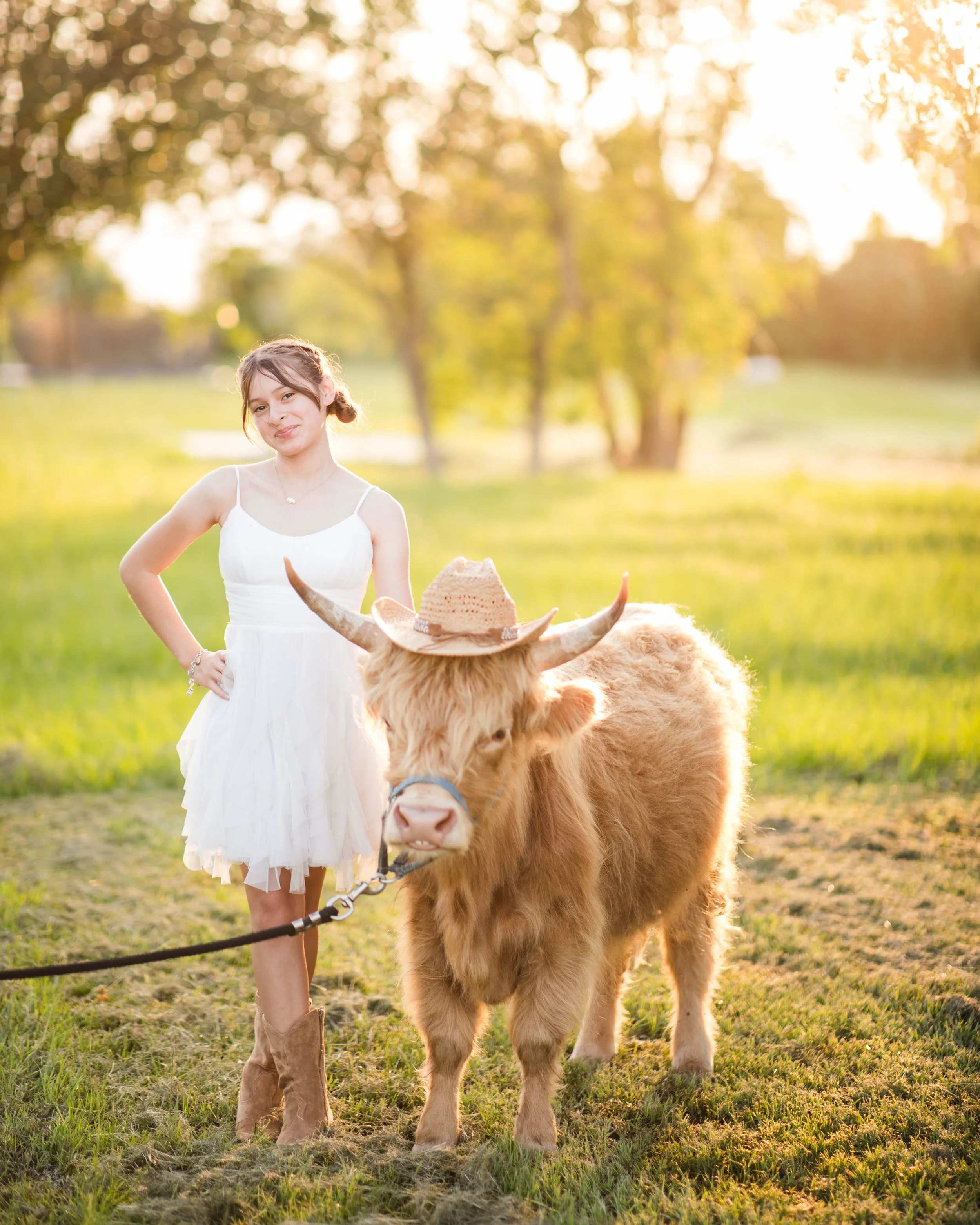 highland cow photos- Houston.jpg