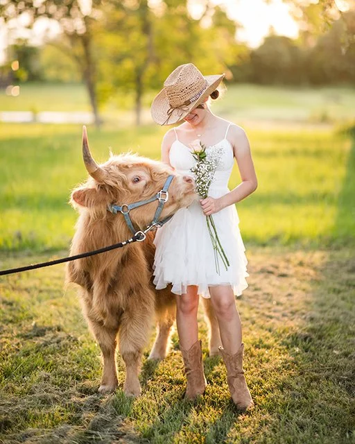 cow photos- Houston.jpg