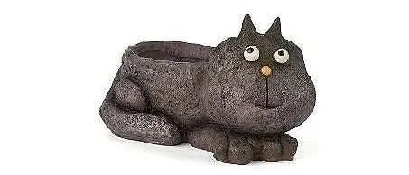 ** NEW** Gato Murado (Limited Stock)