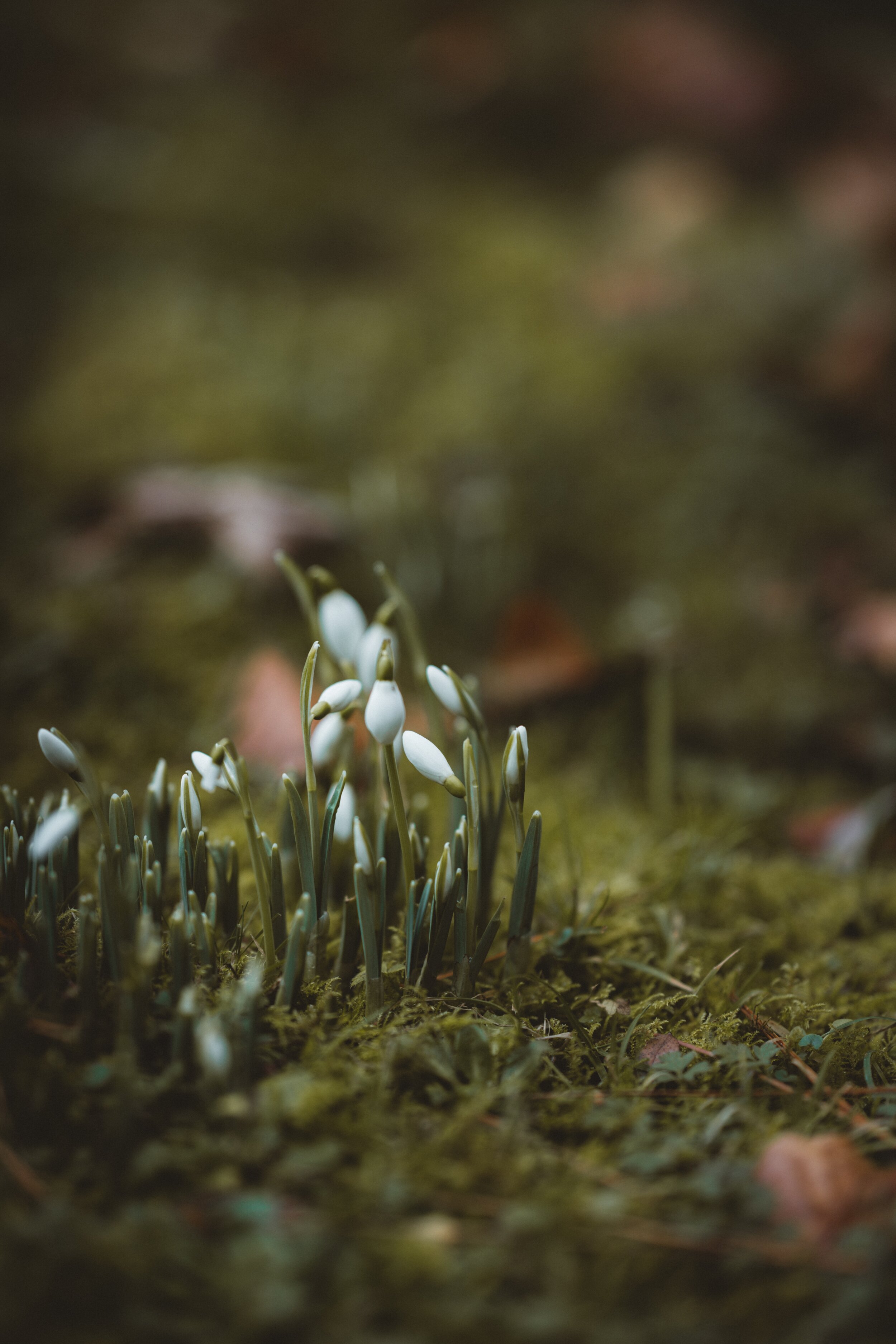 Ways to Welcome Spring