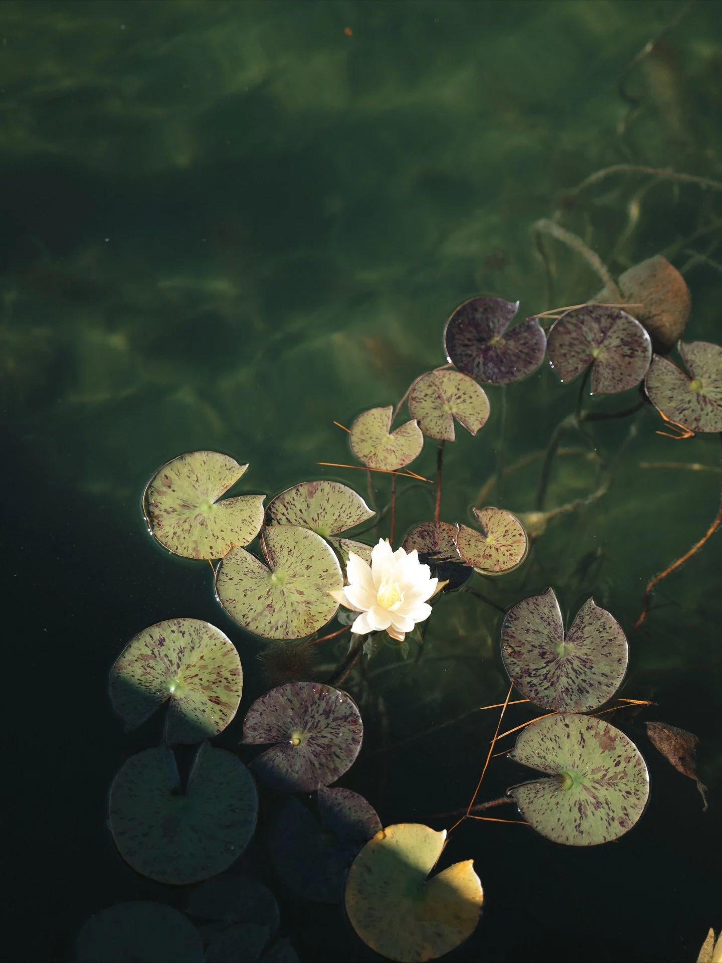 🪷 What this wedding season taught me:

I think wedding photos should be more than just be smiling faces. I think they should make you feel something.

I don&rsquo;t think shadows are a &ldquo;tricky lighting scenario&rdquo;.
I think they&rsquo;re wh