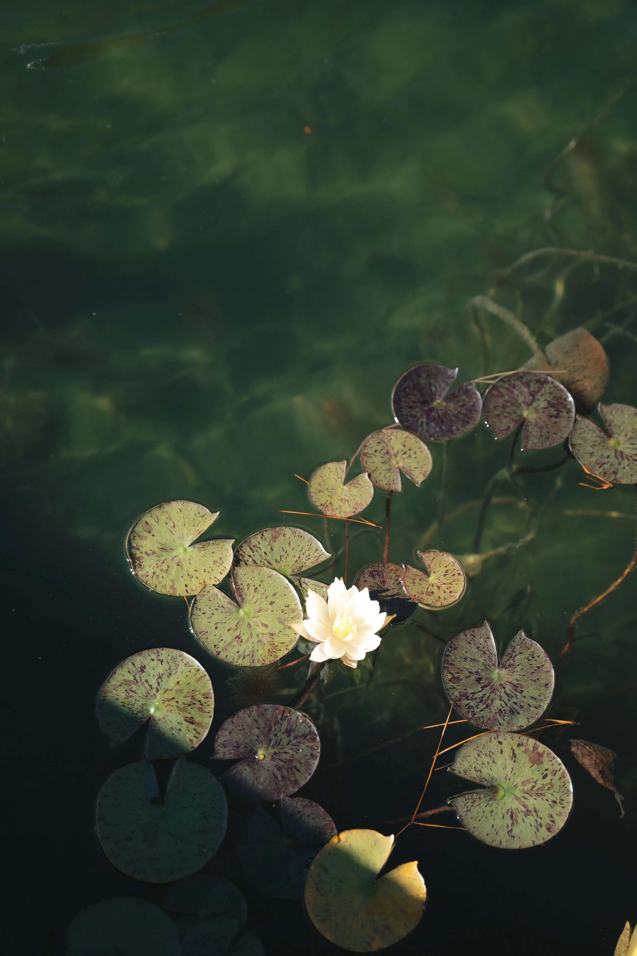 Alex & Desiree Previews-22.jpg