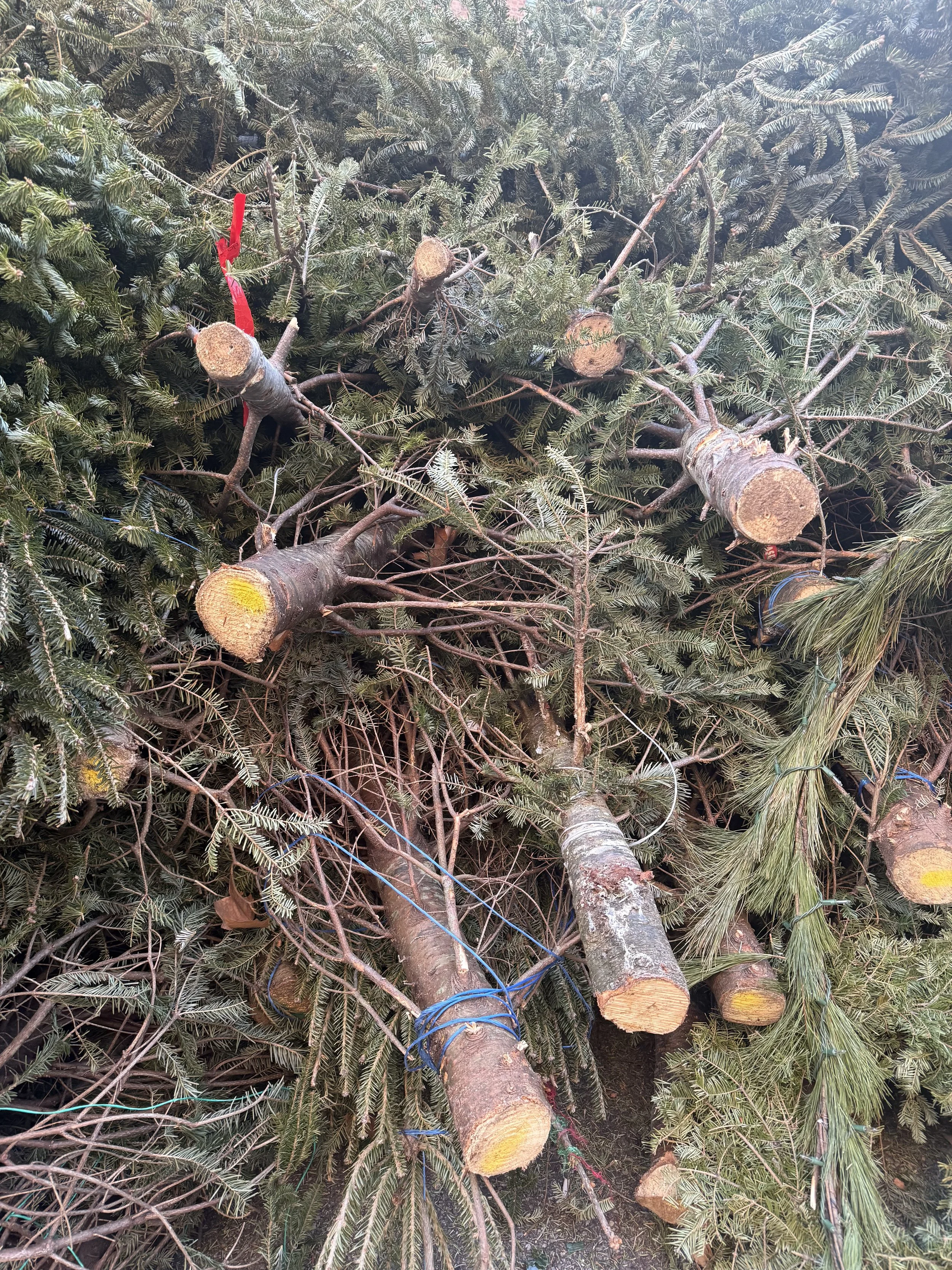 discard Christmas trees on the side of a New York City street