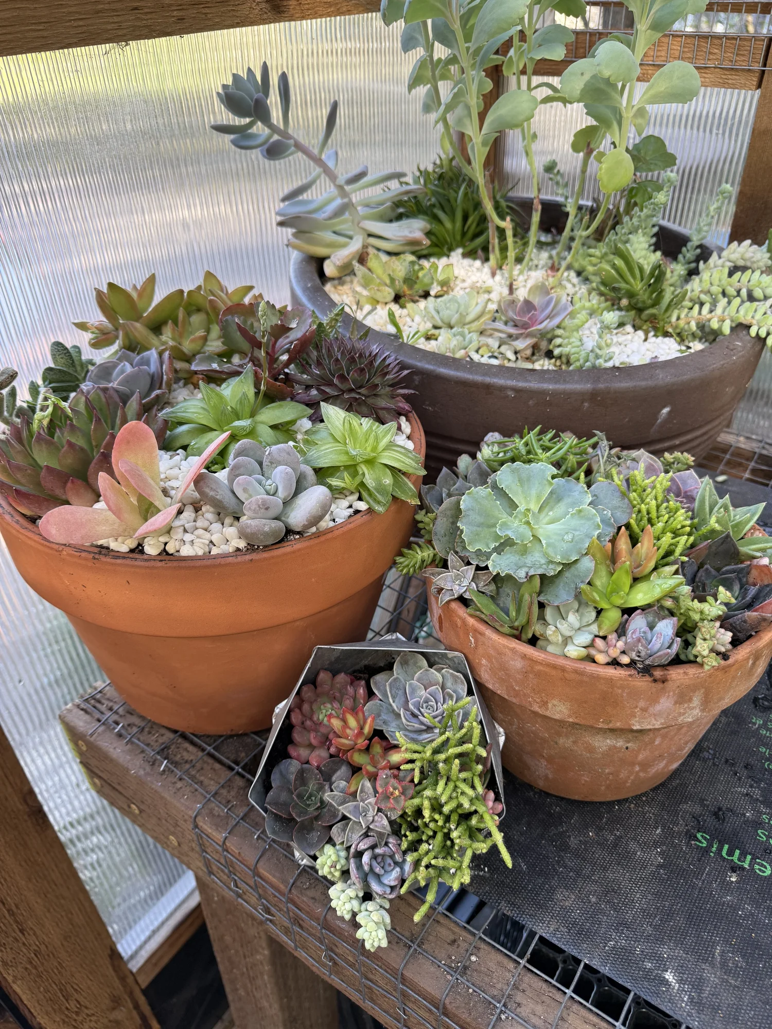 Succulent Container Gardens  Bush Poppy Farm