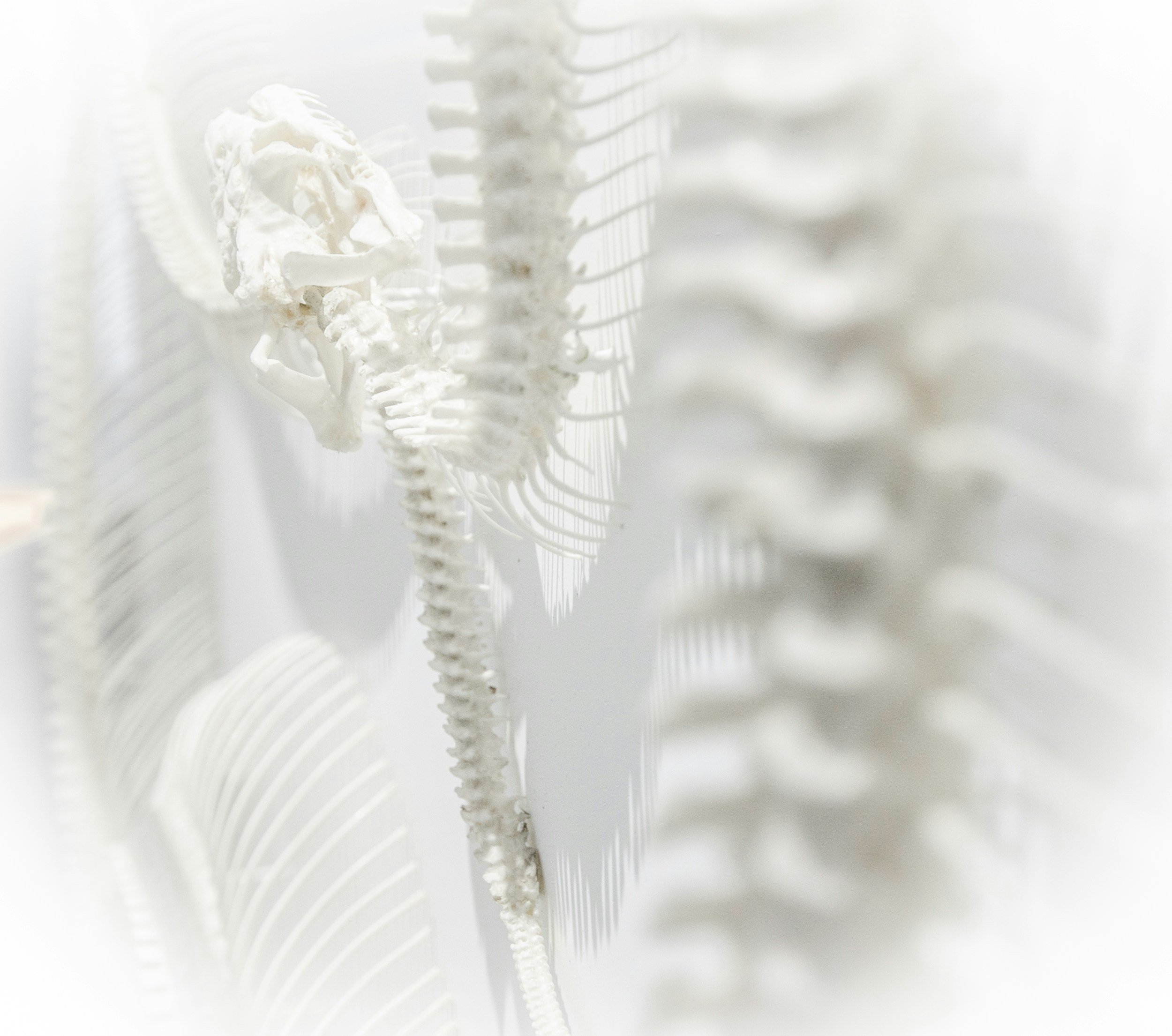 Close-up of white human skeletons in a museum or display setting.