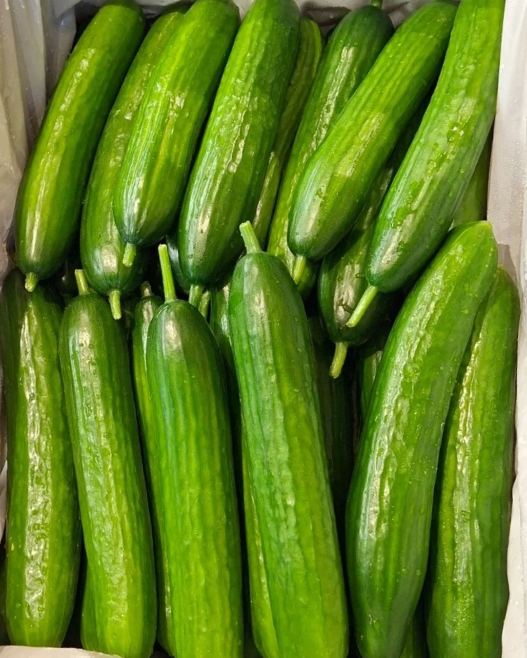 Crisp organic Lebanese cucumbers from Labertouche Organic Farm in Victoria have arrived in store and don't they look delicious 

Perfect for salads, school lunch boxes and snacking 🥒

 #clayhealthandorganics #collingwood #carltonnorth #shoplocal #su
