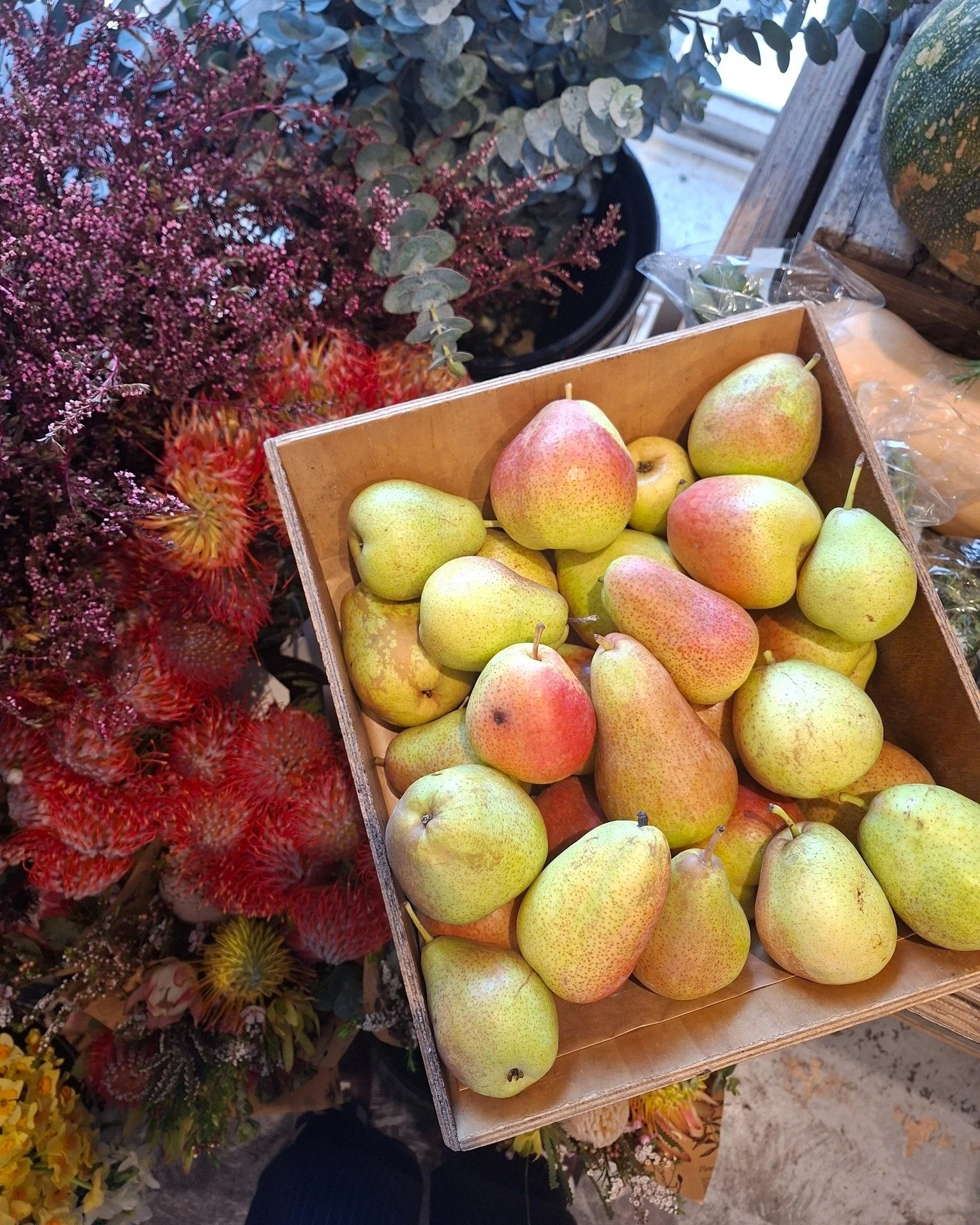 Organic Corella Pears from Shepparton🍐Bell shaped, crisp, fragrant and beautifully sweet and juicy. 
Looking for a long weekend salad addition? Why not try a pear, rocket and walnut salad for something fresh and simple! 

#communityhealth #australia
