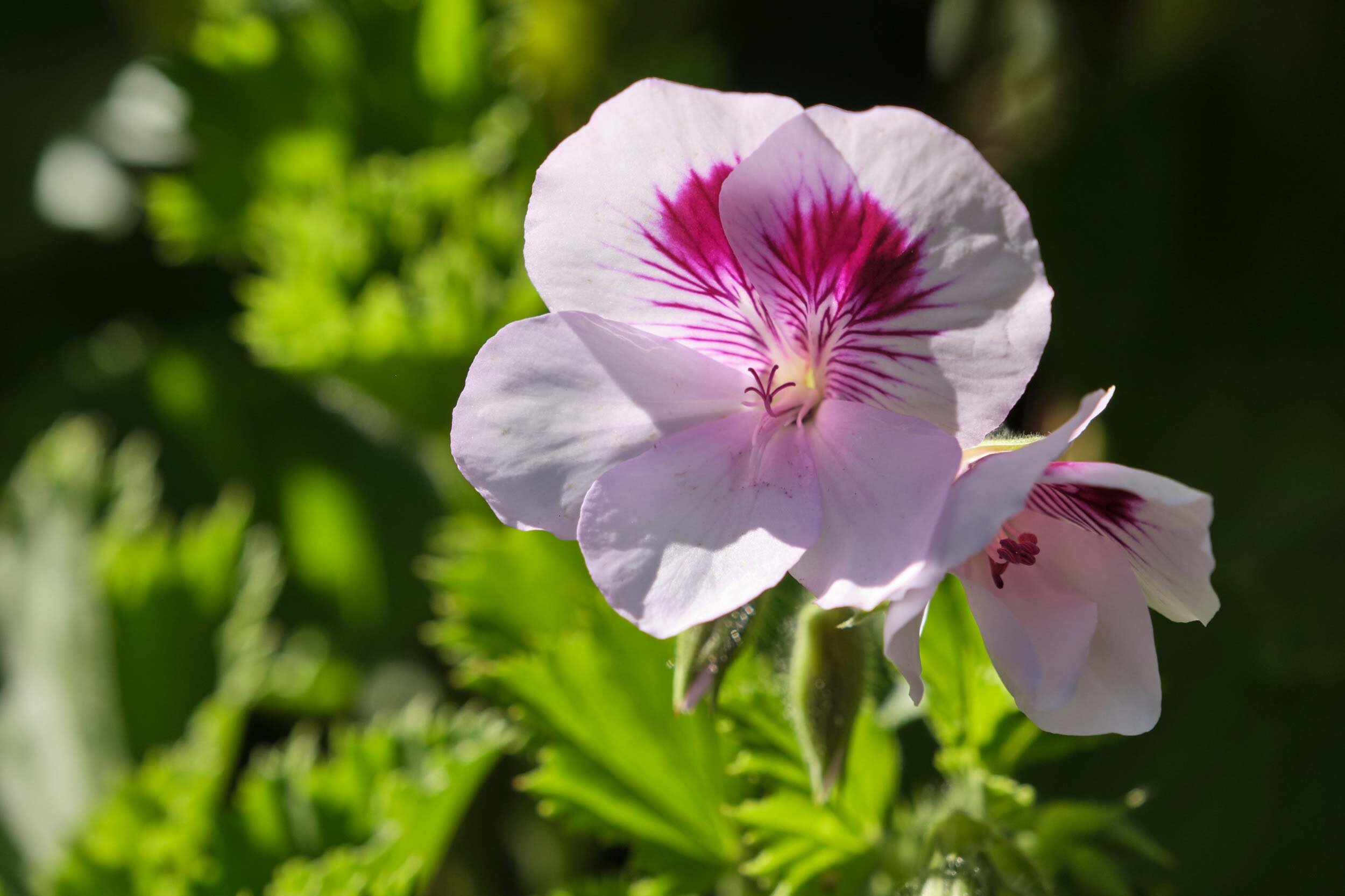 EBKCC_Garden_005.jpg