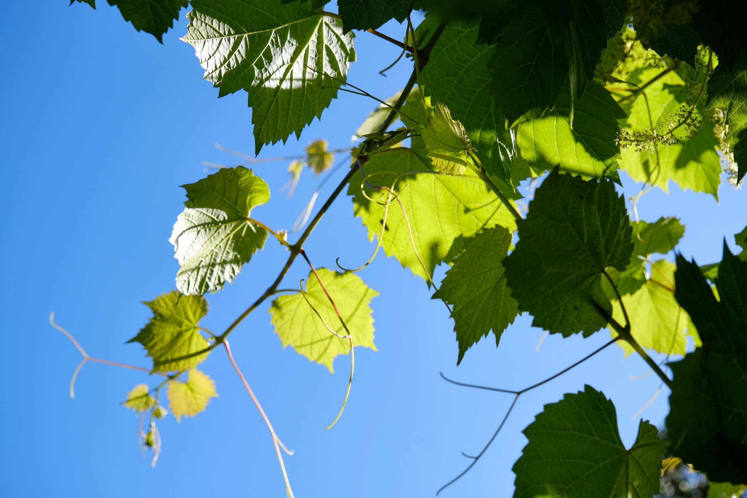 EBKCC_Garden_004.jpg