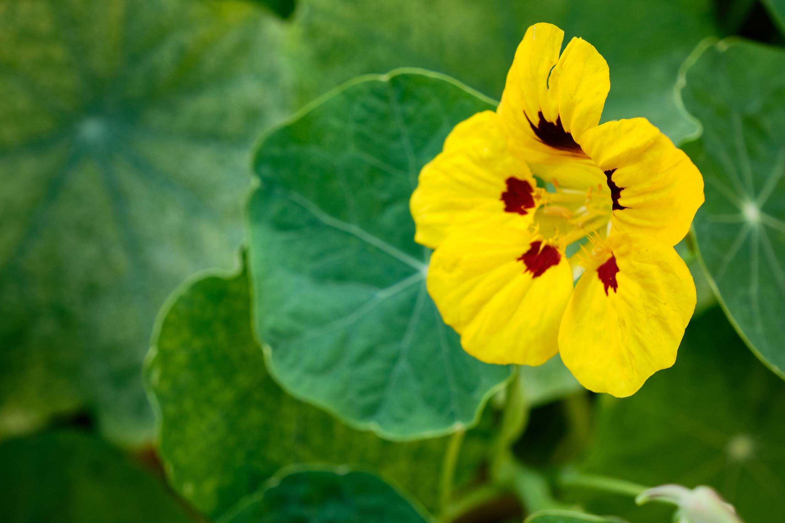 EBKCC_Garden_033.jpg