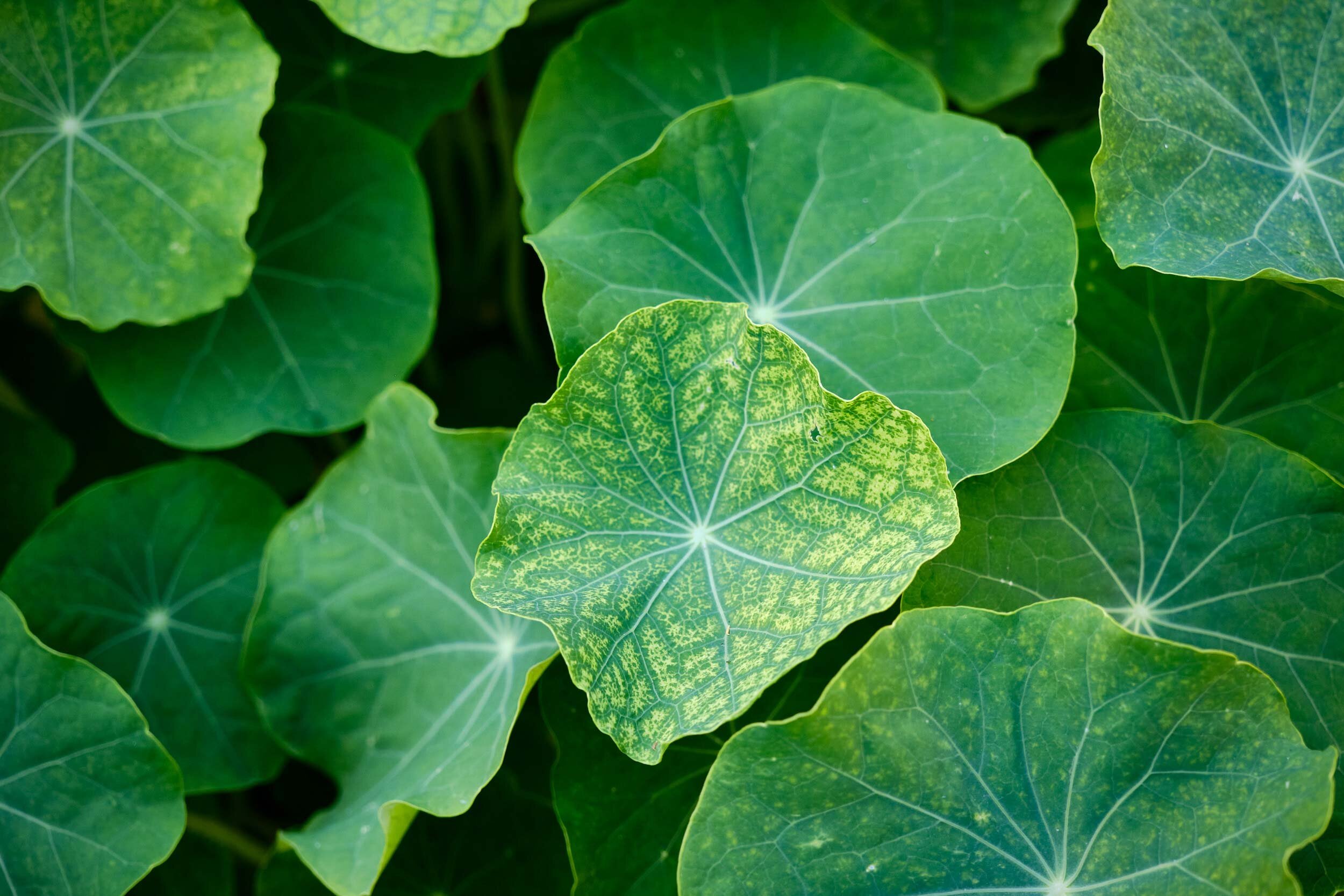 EBKCC_Garden_031.jpg