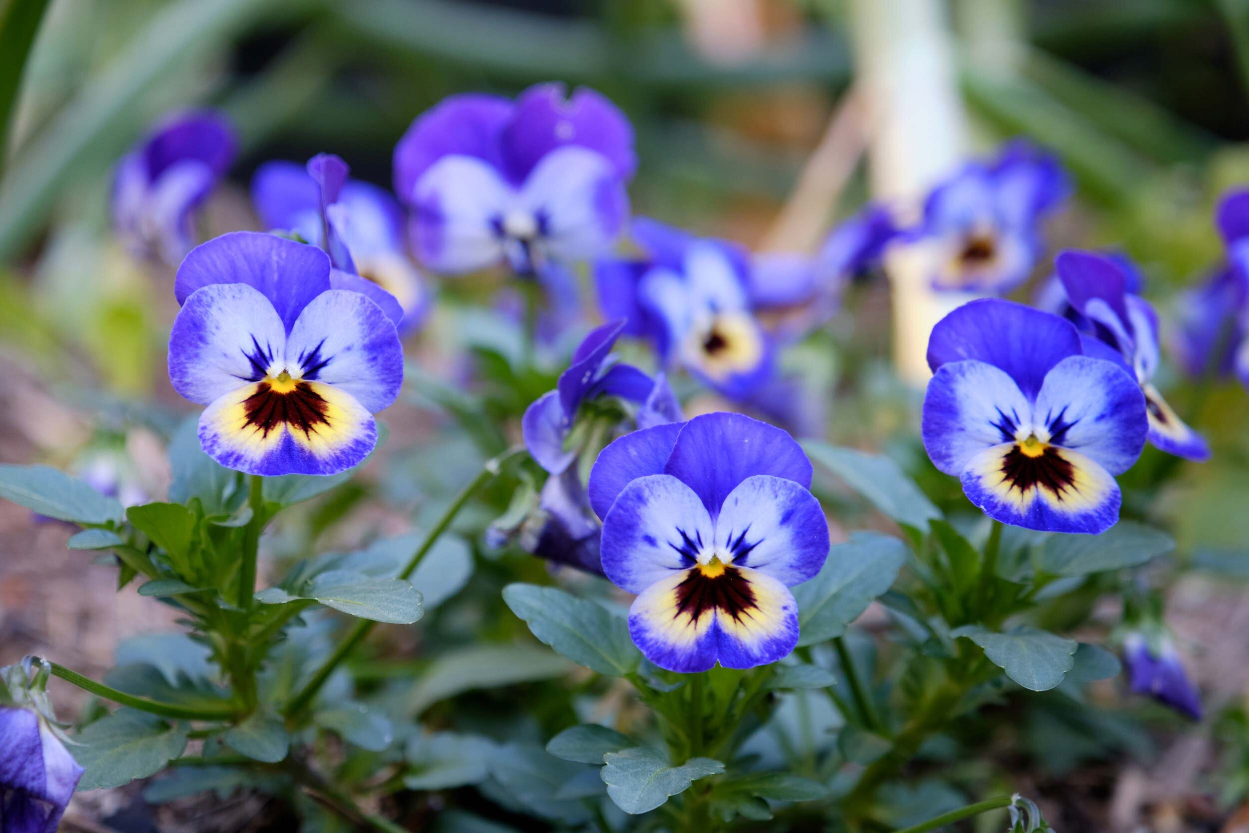 EBKCC_Garden_039.jpg