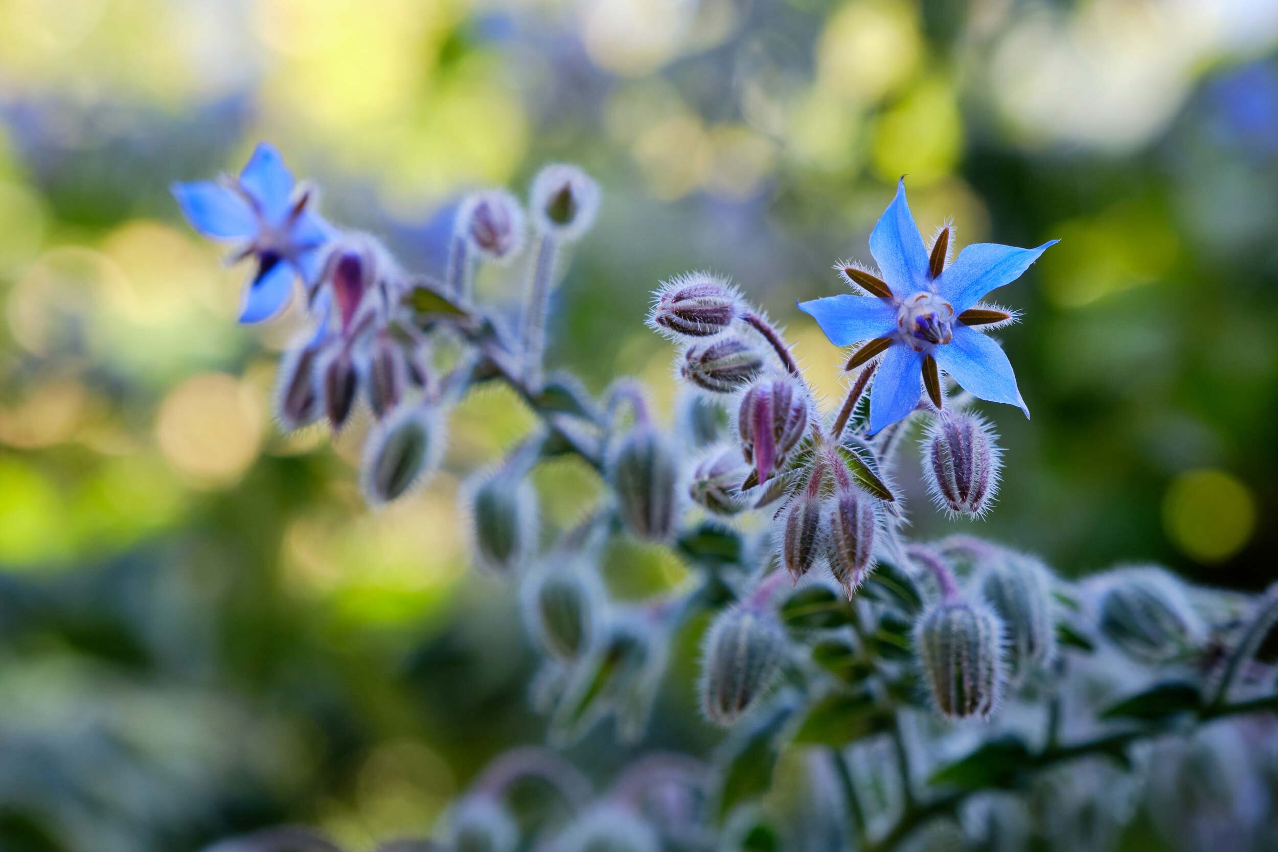EBKCC_Garden_044.jpg