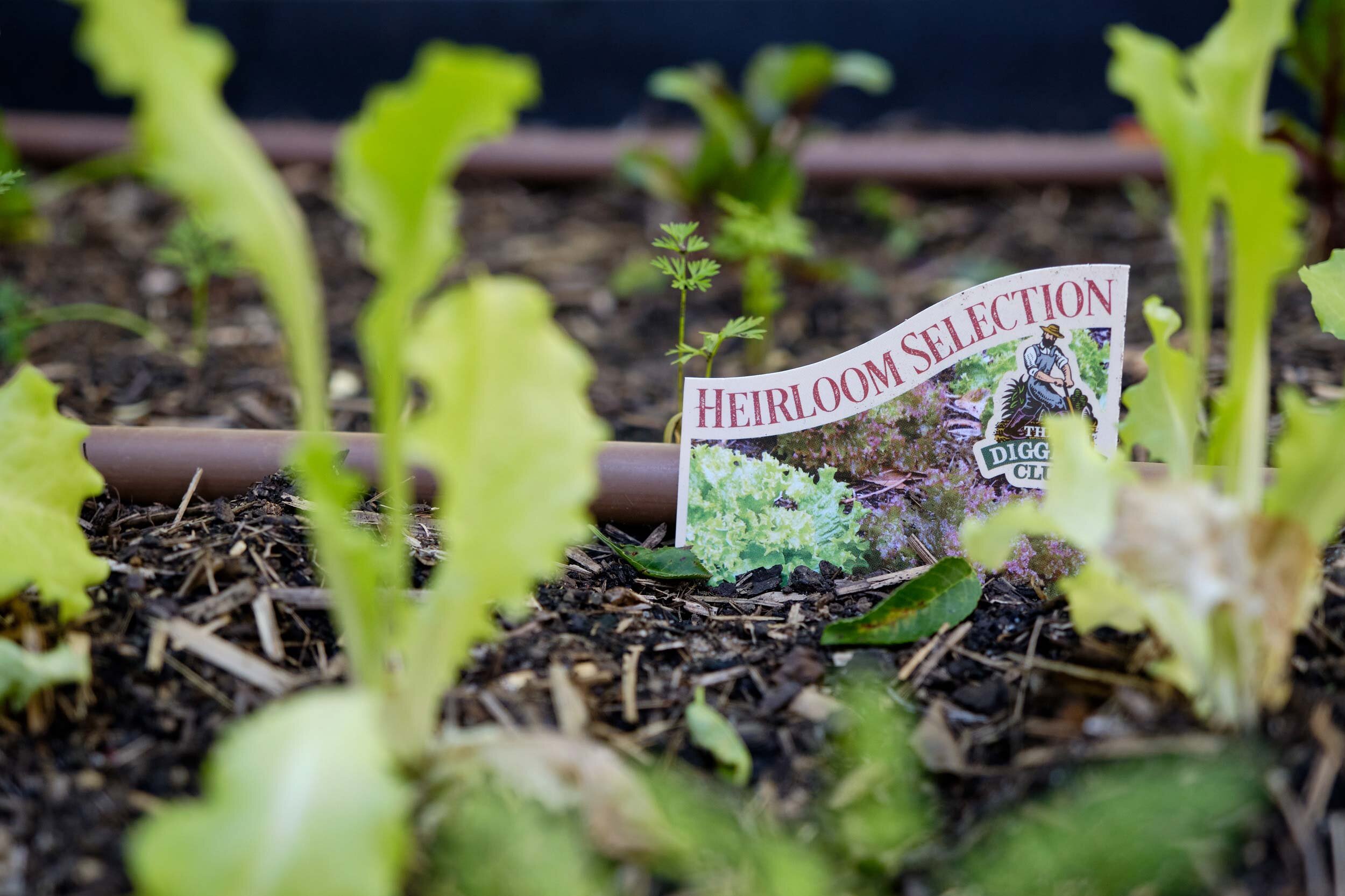EBKCC_Garden_053.jpg
