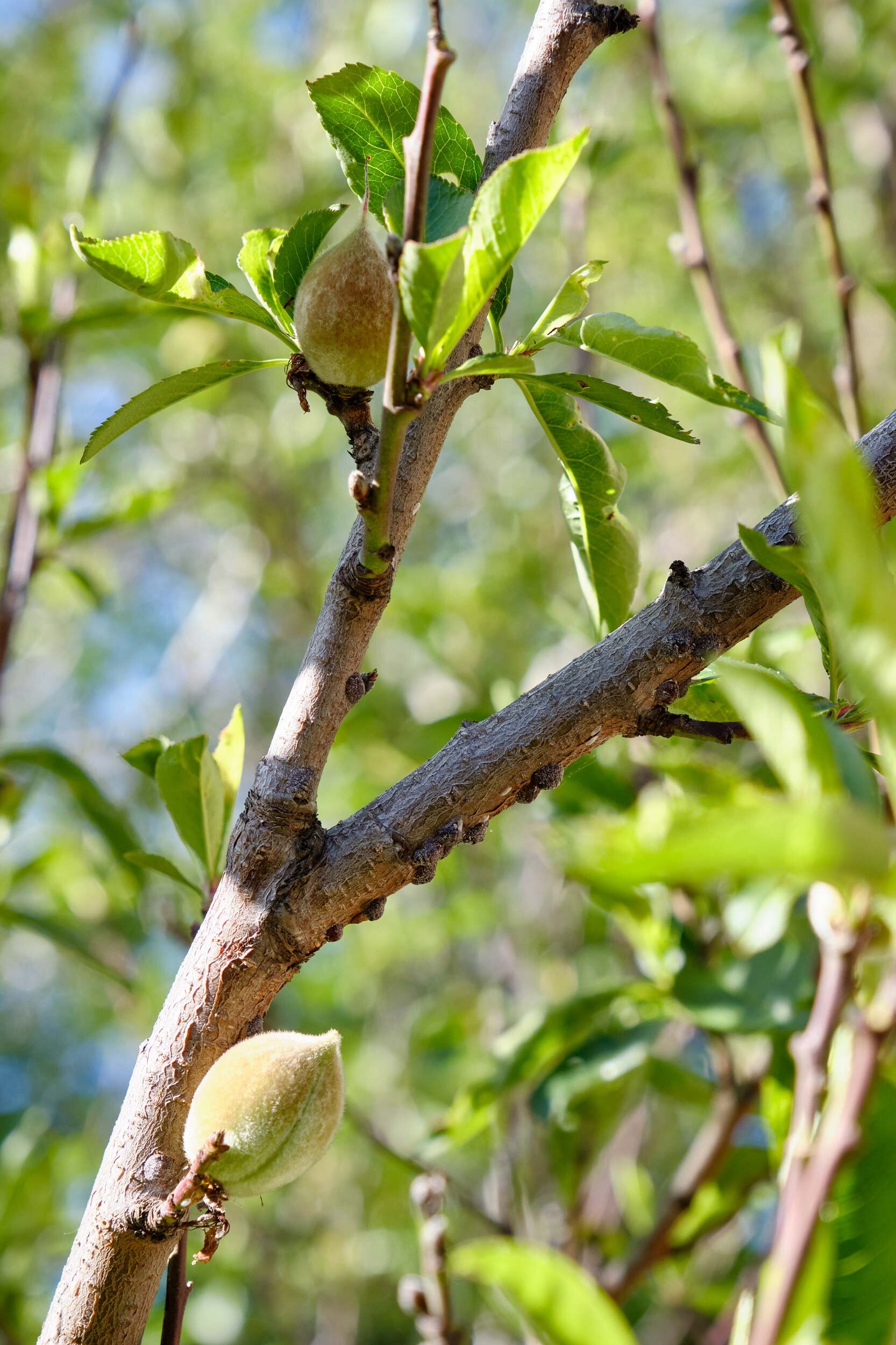 EBKCC_Garden_065.jpg