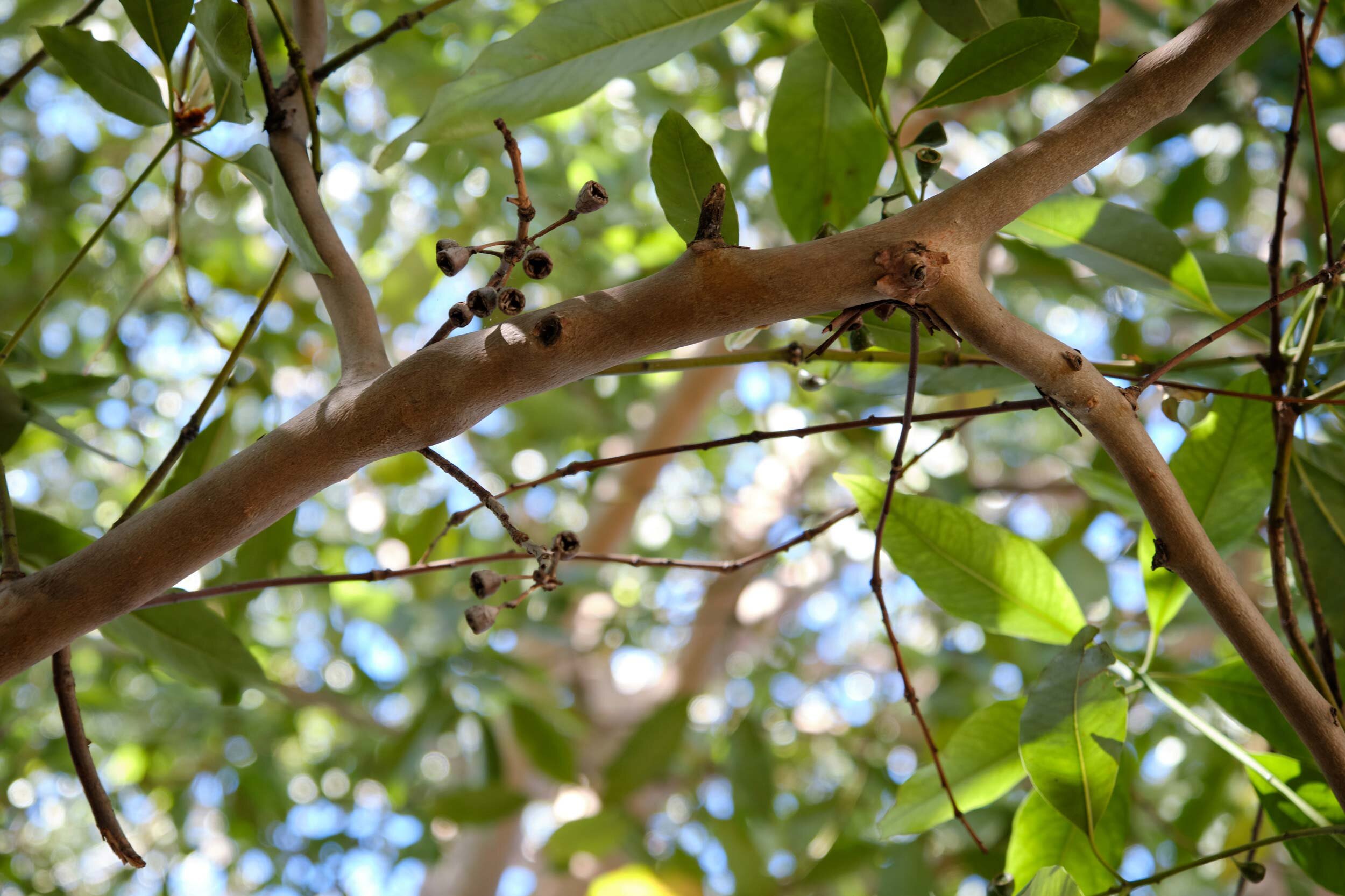 EBKCC_Garden_105.jpg