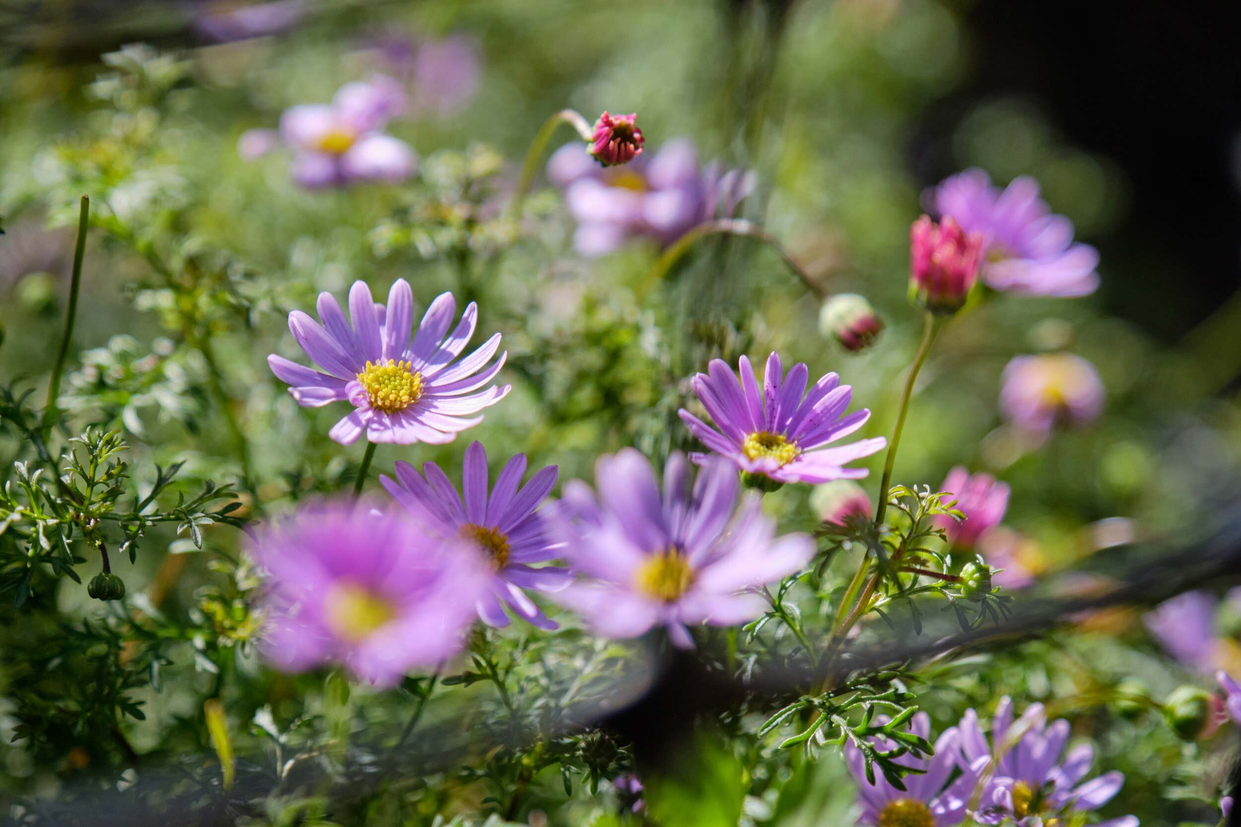 EBKCC_Garden_145.jpg