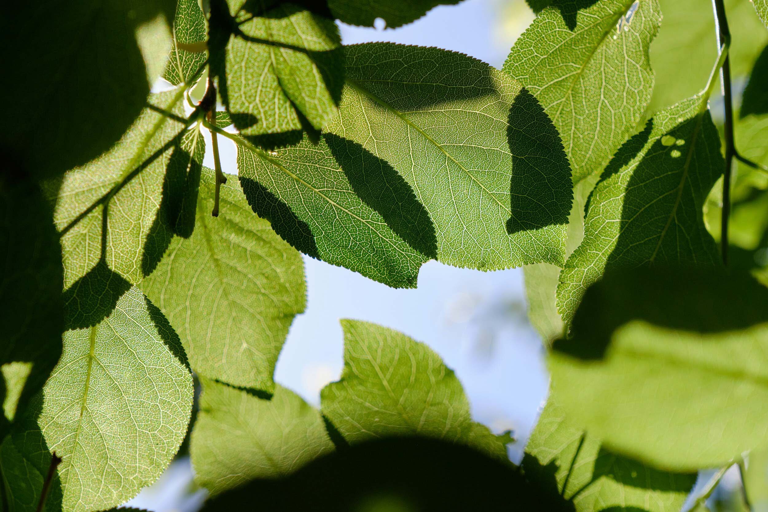 EBKCC_Garden_134.jpg