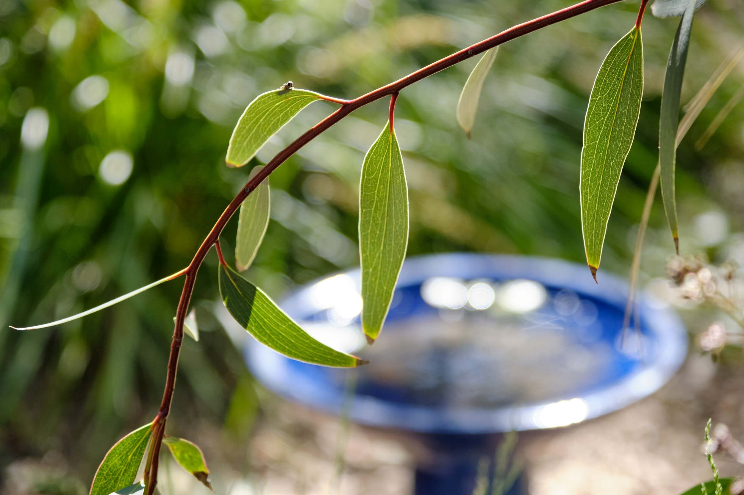 EBKCC_Garden_162.jpg