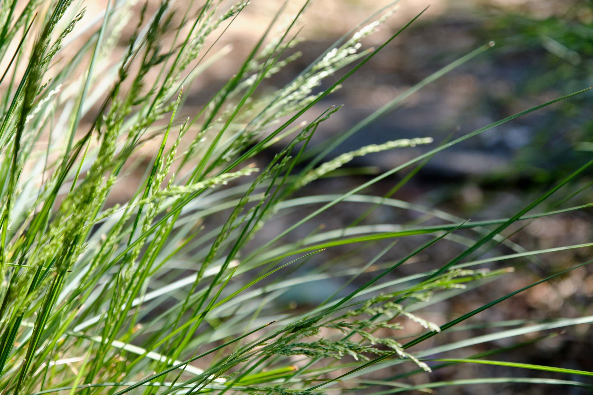 EBKCC_Garden_160.jpg