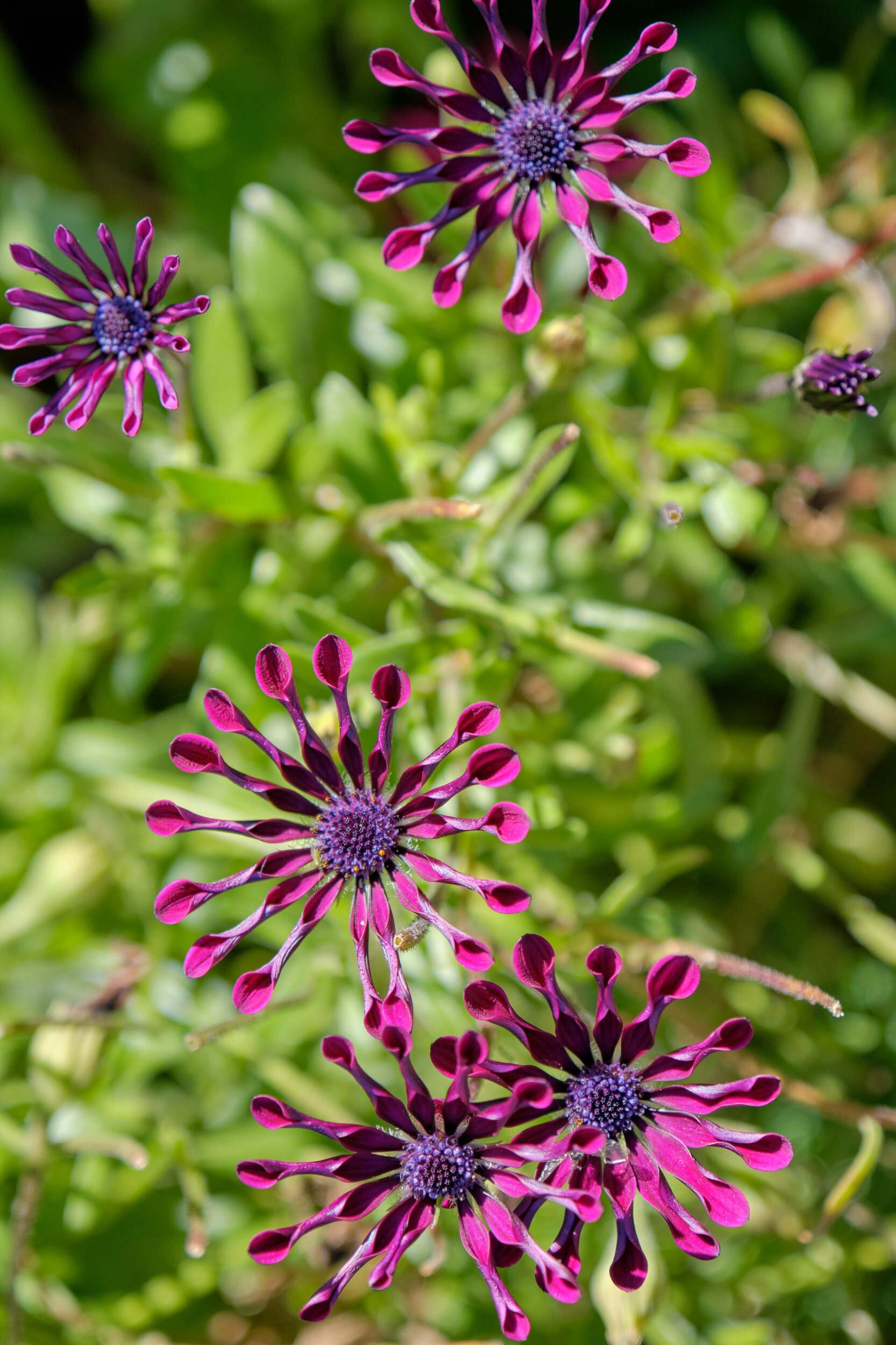 EBKCC_Garden_164.jpg
