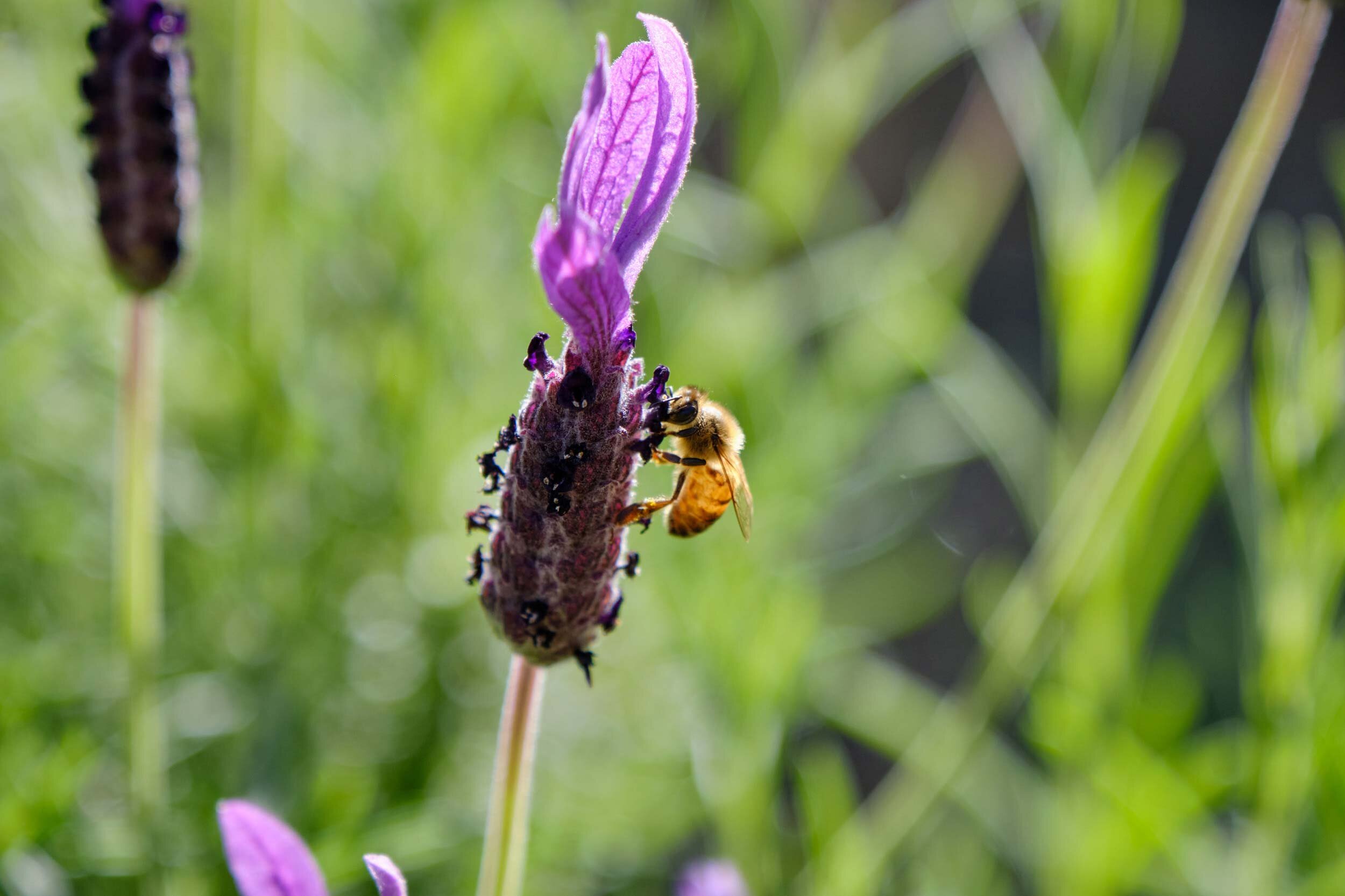 EBKCC_Garden_165.jpg