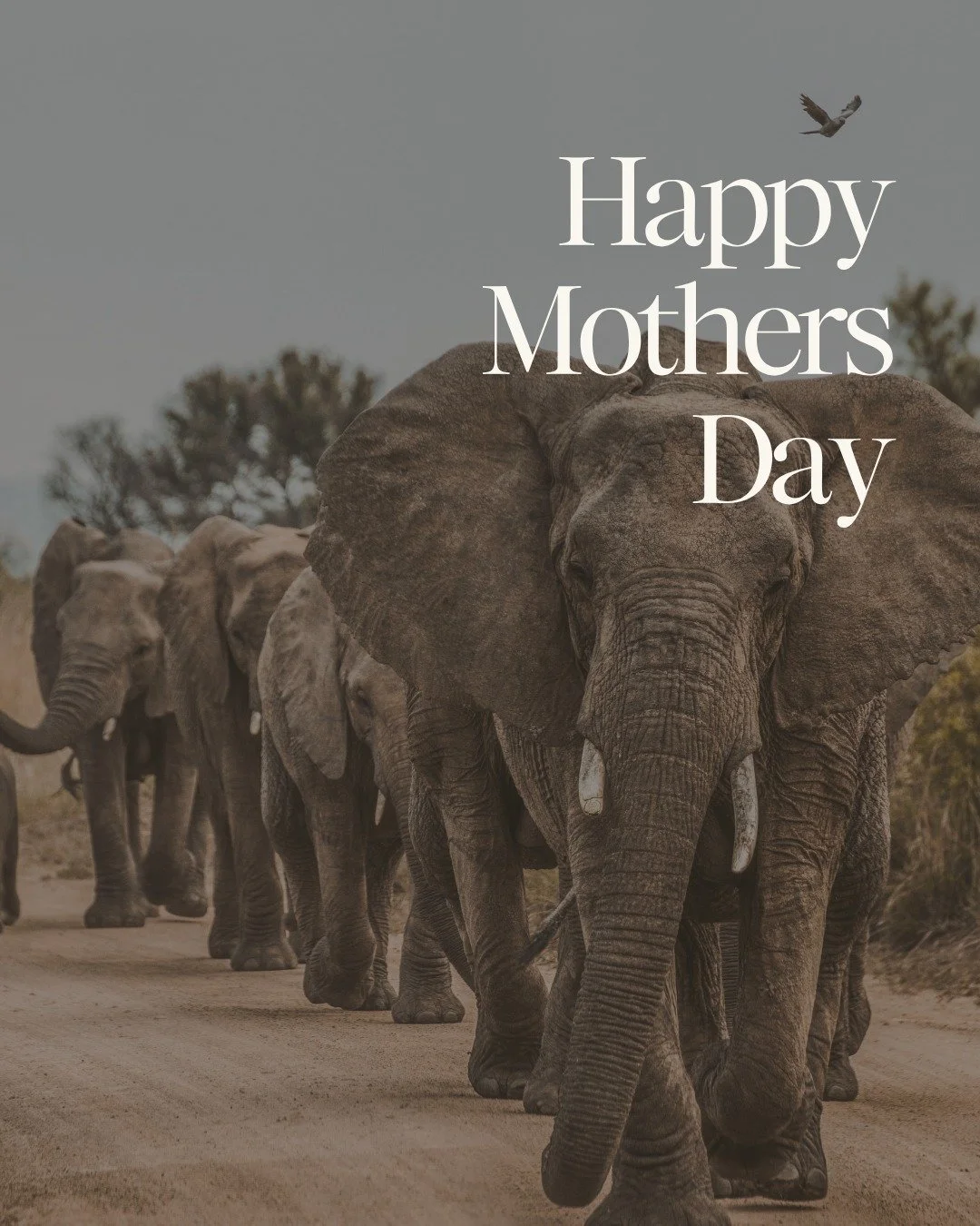 Today we&rsquo;re celebrating mothers, and the women and people who hold and live matriarchal values; protecting children, the natural world, and the wellbeing of future generations 🌱

Mother's Day actually began as a protest against war. Women comi