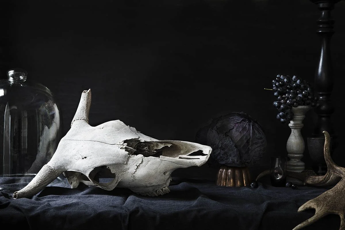 stilllife_death_cow_skull.jpg