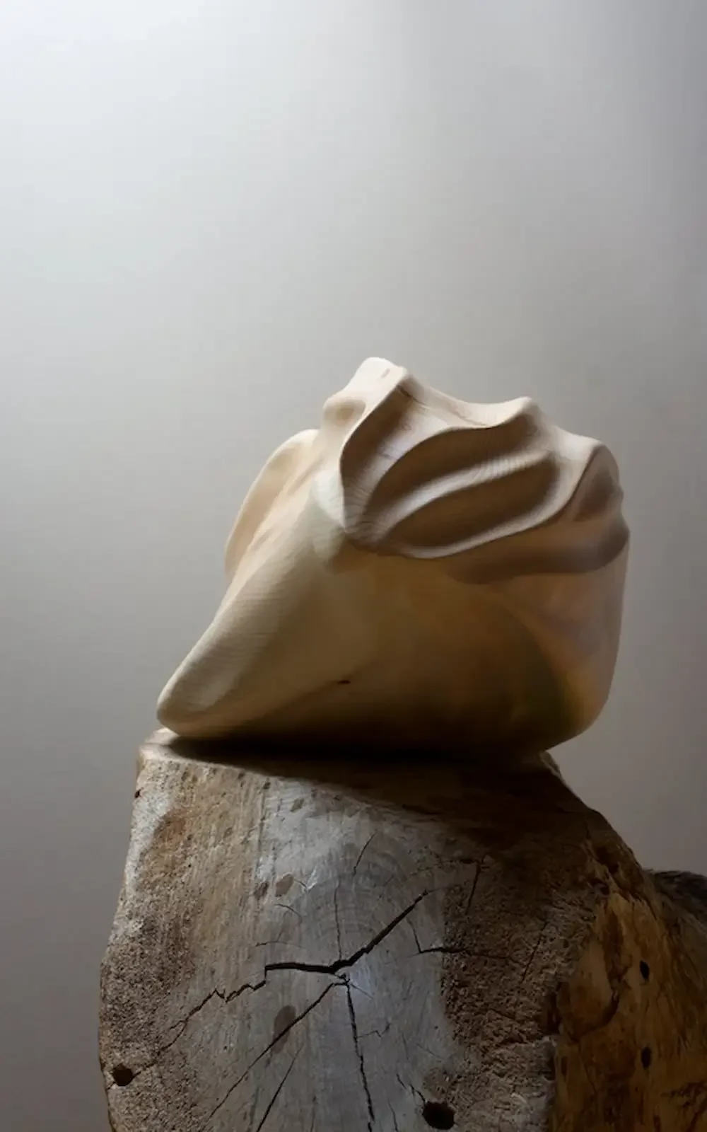 Cirmolo sculpture by Andrea Solaja, wood material research