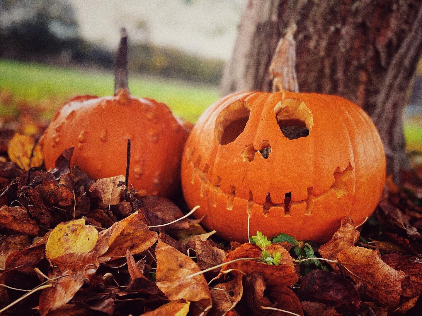 Happy Halloween! 🎃

The boys loved helping to carve our pumpkin this year after picking these two at @wroxhambarns Pumpkin Festival! 

We love Autumn at The Chestnuts! 🍁