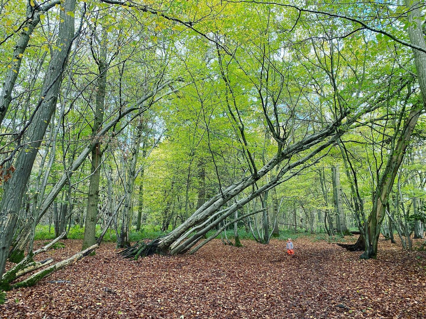 Just 8 minutes drive away from The Chestnuts is the beautiful Tyrrel&rsquo;s Wood. 🍃

It has a handy car park and clear paths - perfect for dog walkers, little ones and anyone who fancies a lovely stroll through the woods! 

Let us know if you&rsquo