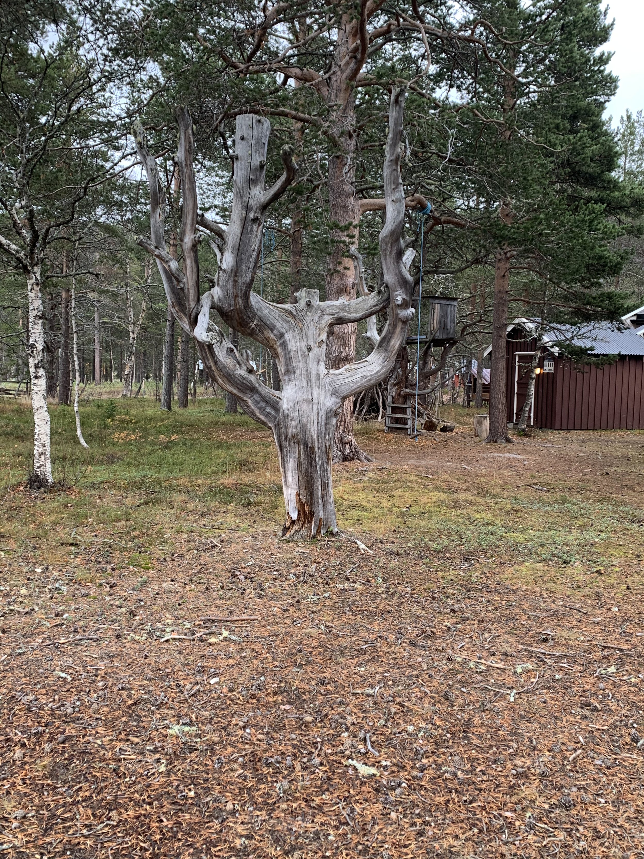 Rare trær og røtter, mye å se i skog og mark for store og små.