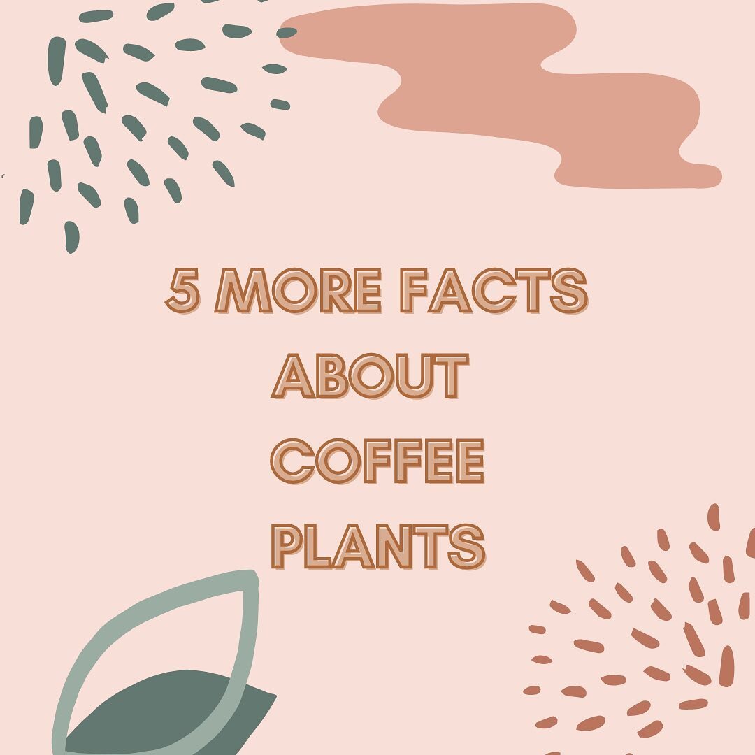 Coffee Fact Friday #009
5 More facts about Coffee Plants! 🪴🍒