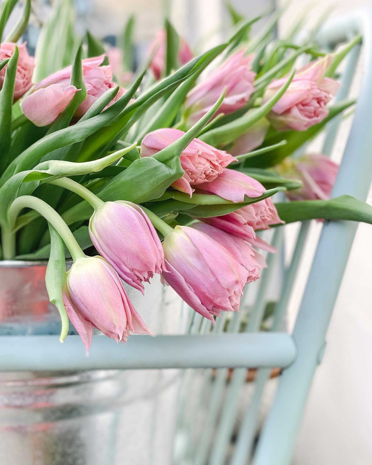 Tulip&aacute;ny jsou l&aacute;ska 🤍 #proseccoandflowers #prosecco #flowers #kvetinarstvi #waltrovka