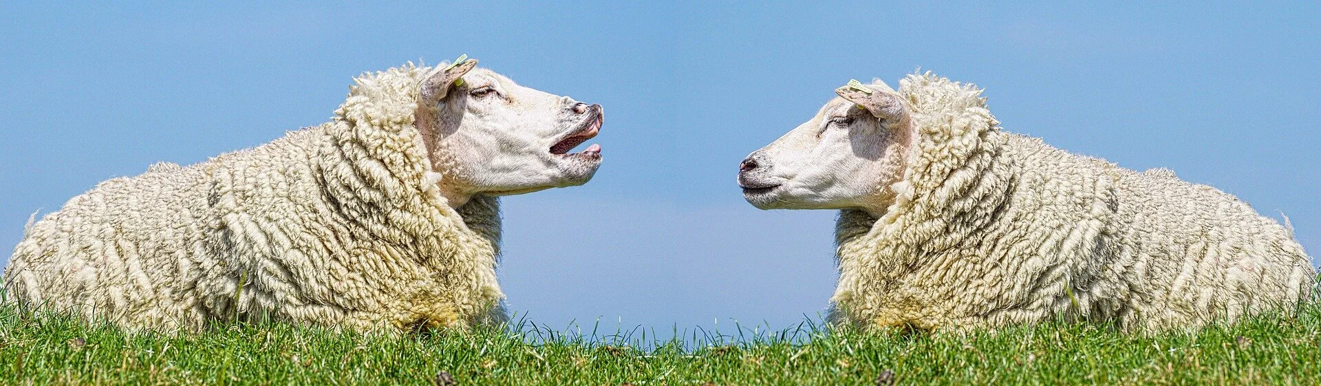 Masthead-Sheep.jpg
