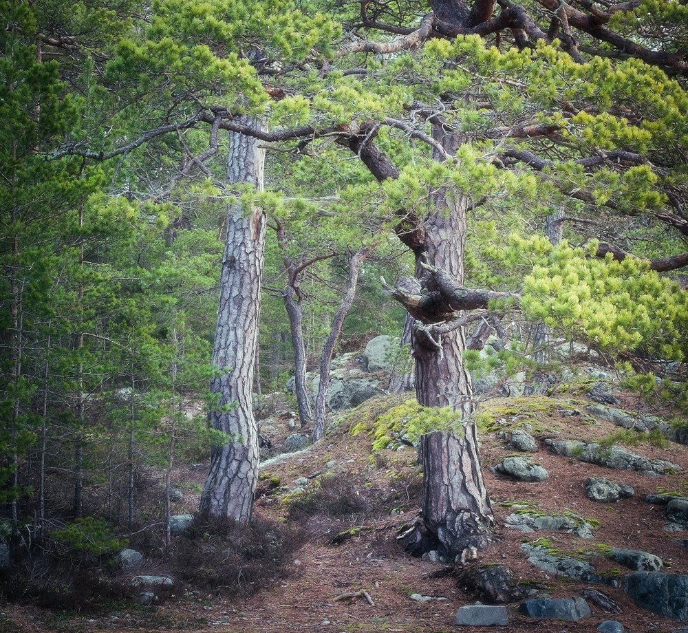 Pine trees.

#pinetrees #woodlandphotography #fujifilm_xseries #forestphotography #fortheloveoftrees #fortheloveofbranches #trees #tree_magic #treestreestrees #your_trees__ #treephotographer