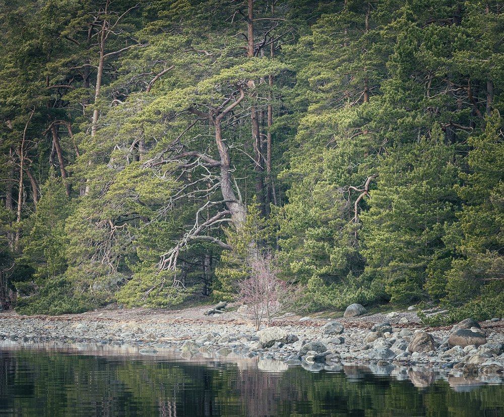 Trees by the water.

#tree #swedishnature #treestreestrees #landscapephotography_ #woodlands_and_water #your_trees #naturephotography #fujinon50140 #forestphotography