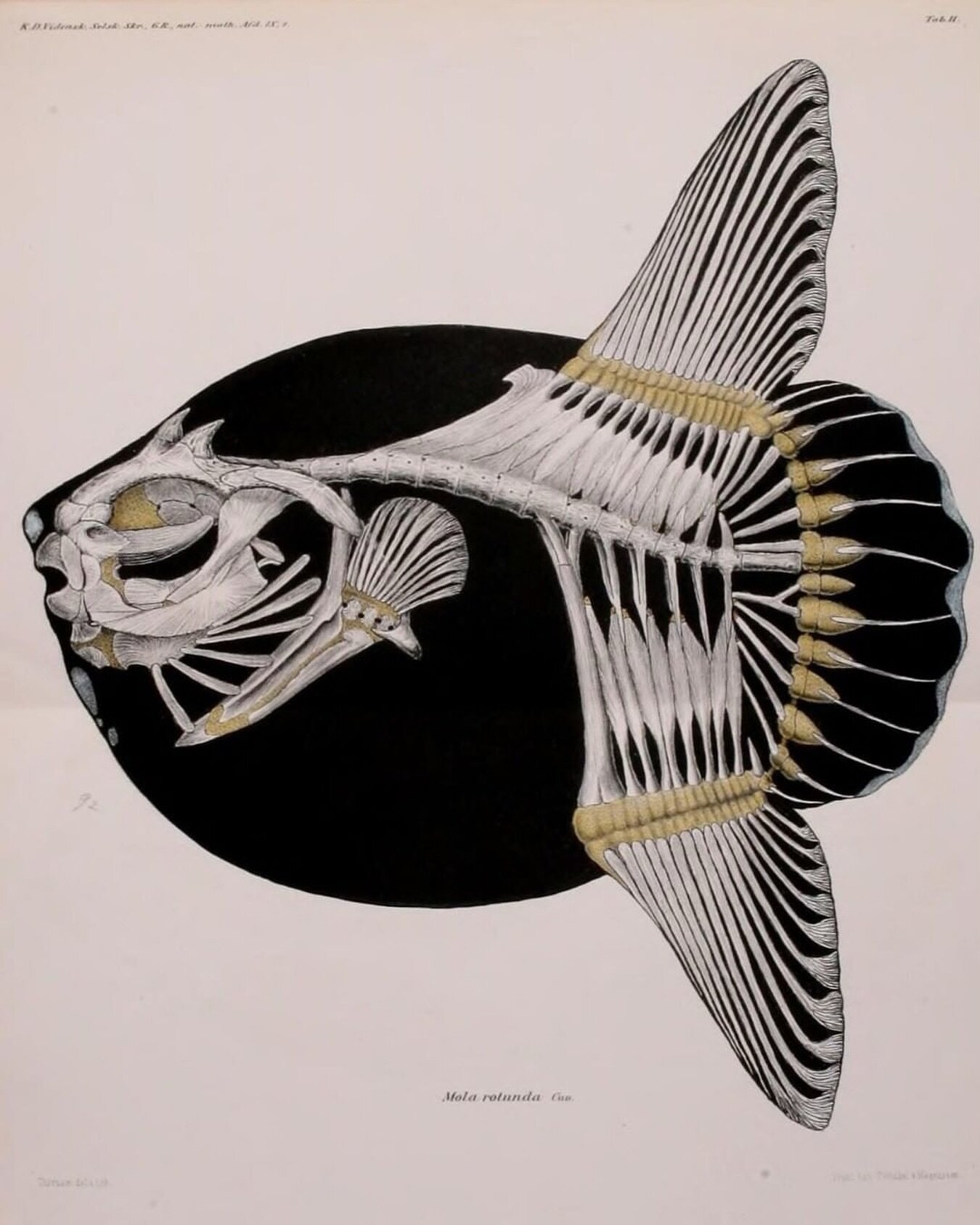 I love the graphic quality of this image. Another beauty from @biodivlibrary I&rsquo;m so inspired by the incredible details and colours.

Image details:

The ocean sunfish (Mola mola) is one of the heaviest known bony fishes in the world, with adult